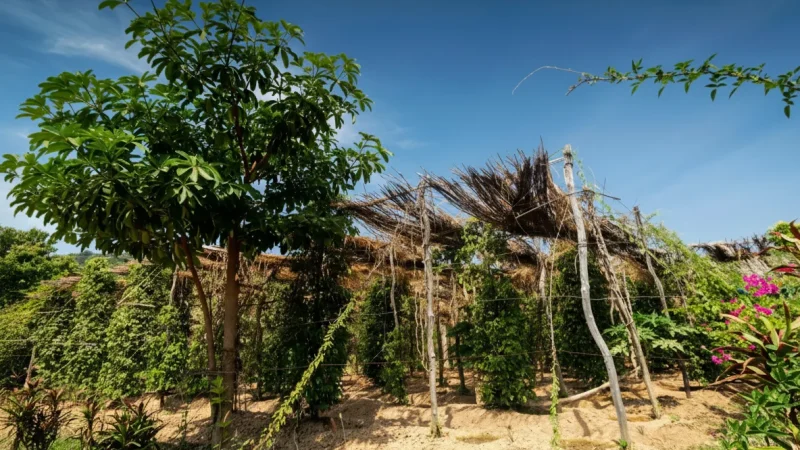 4 Pepper Plantations – Famous Kampot pepper farms(1)