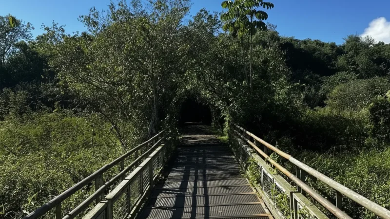 4 Rainforest Walking Trails – Jungle nature paths(4)