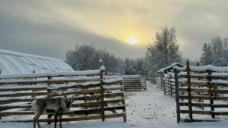 4 Reindeer Farms ‒ Traditional local livelihoods(2)