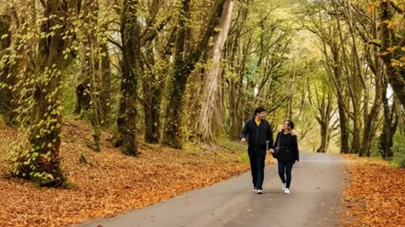 5) Kylemore Woodland Walks(3)