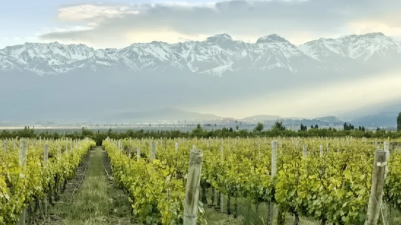 5 Zonda Valley Vineyards – Wine landscapes(5)