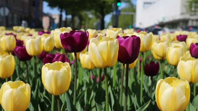 6 City Parks – Green urban spaces(2)