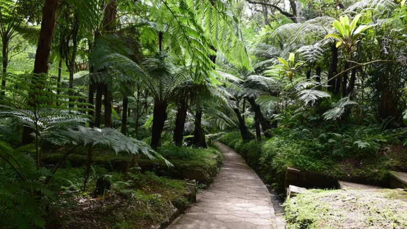 6) Fern Garden(5)