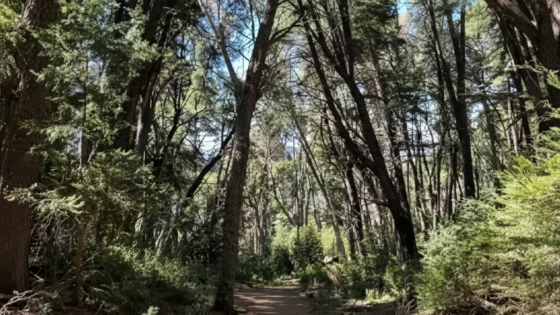 6 Forest Hiking Routes – Marked nature trails(5)