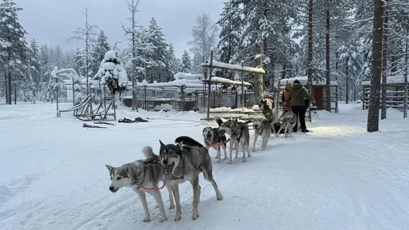 6 Husky Safari Areas ‒ Dog sledding experiences(1)