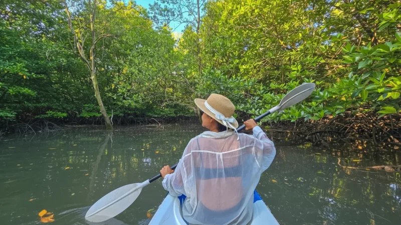 6 Kayaking Routes – Quiet mangrove waterways(2)