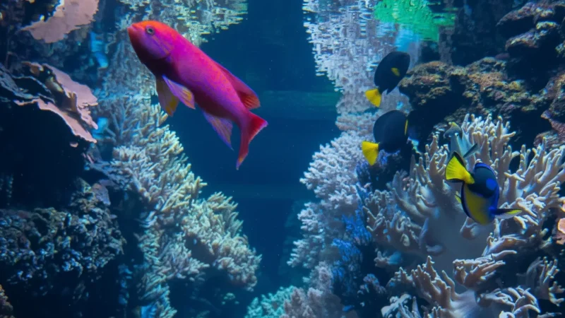 6. Aquarium Berlin(5)