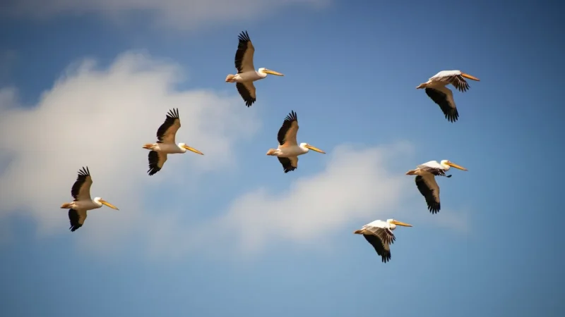7 Bird Watching Areas – Seasonal wildlife spots(7)
