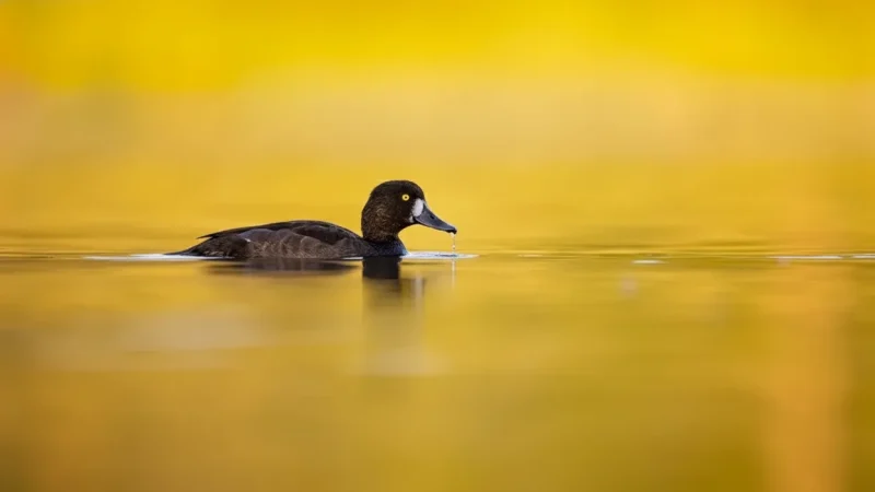 7 Birdwatching Areas – Coastal wildlife(2)