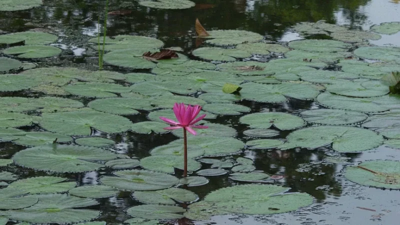 7 Lotus Ponds – Peaceful temple scenery(1)