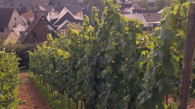 7) Rudesheim am Rhein(1)