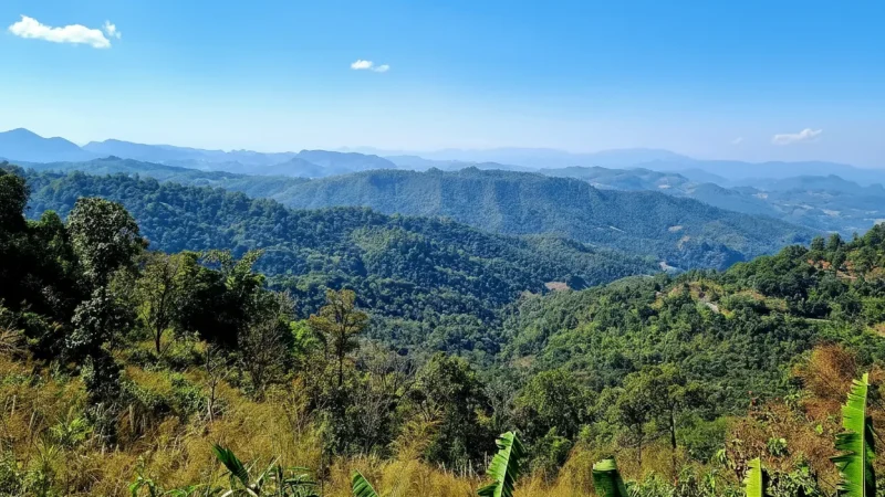 7 Scenic Viewpoints – Forest landscapes(5)