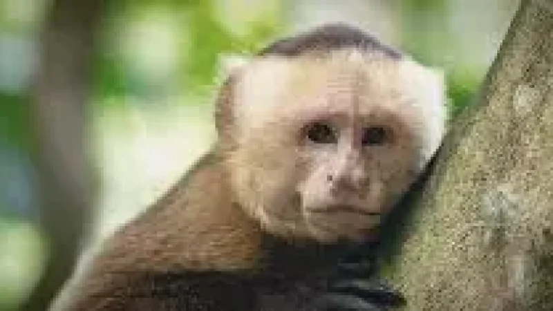 7 Wildlife Observation Areas – Monkeys and birds(2)