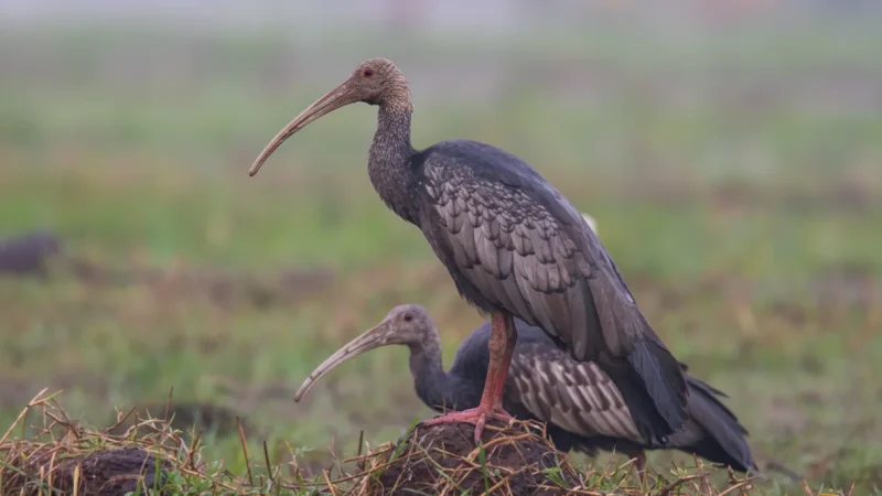 8 Bird Watching Points – Rare Species Spotting(4)