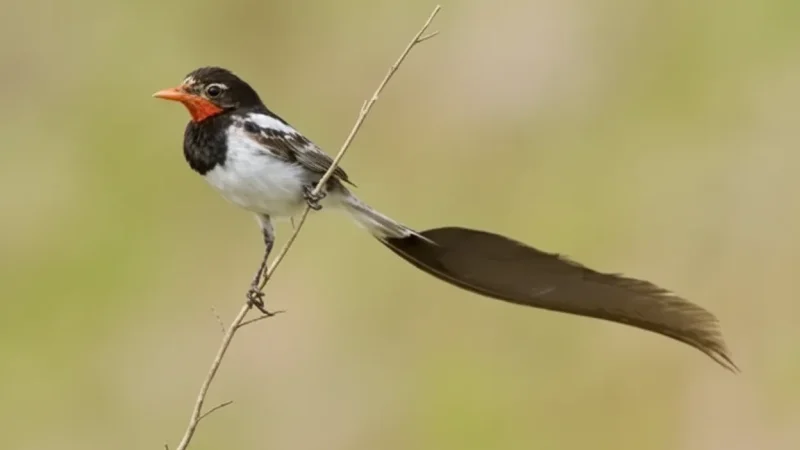 8 Birdwatching Spots – Native seabirds(5)