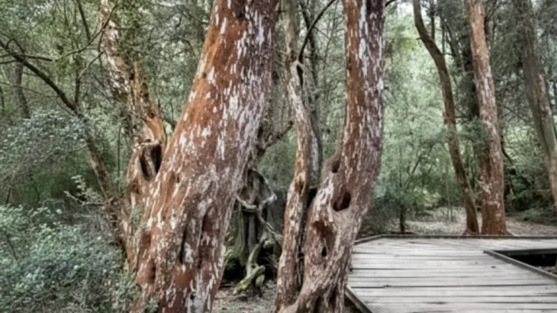 8 Boardwalk Routes – Easy walking paths(1)