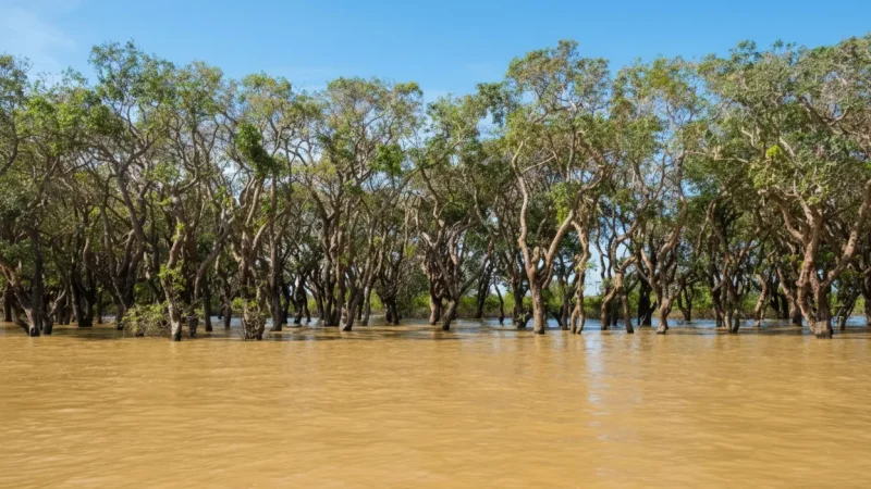 8 Flooded Forests – Unique lake ecosystem(5)