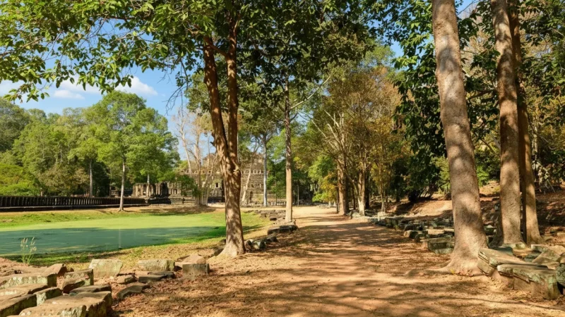 8 Forest Paths – Shaded walking areas(5)