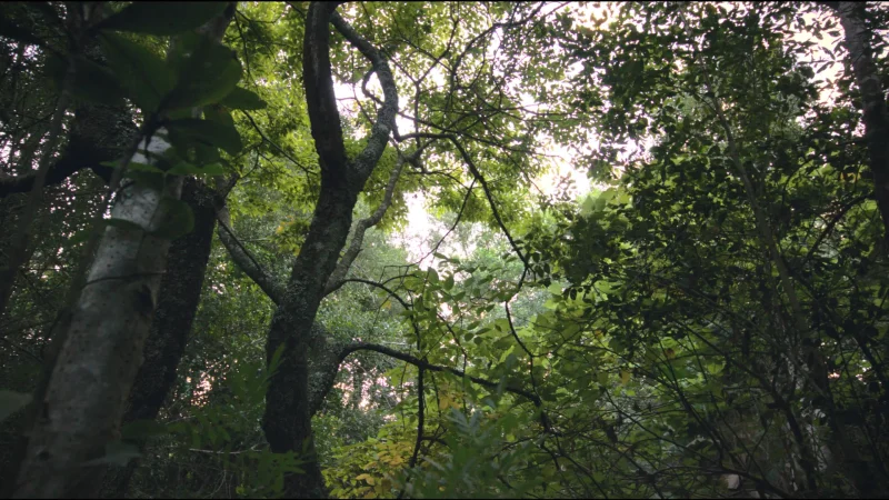 8 Pledge Nature Reserve – Forest reserve near town(4)