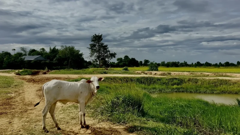 8 Rice Field Countryside – Rural scenery(4)