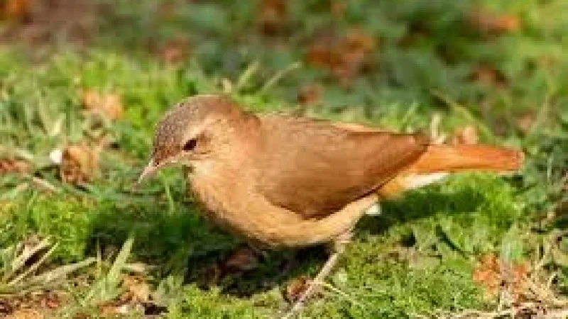 8 Wildlife Observation Areas – Native species(1)