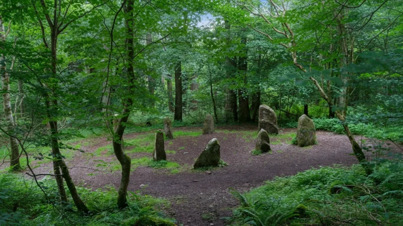 8. Ravensdale Forest(2)
