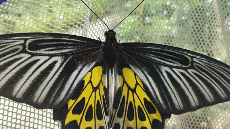 9 Kep Butterfly Garden – Small nature attraction(3)