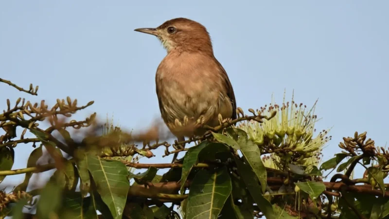 9 Wildlife Observation Areas – Birds and animals(1)