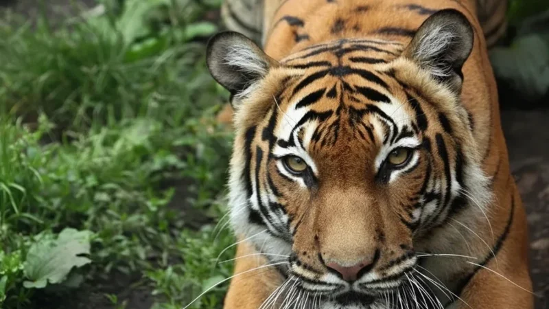 9 Wildlife Observation Areas – Natural habitats(1)