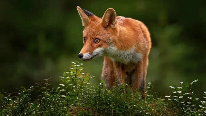 9 Wildlife Spotting Areas – Birds and animals(6)