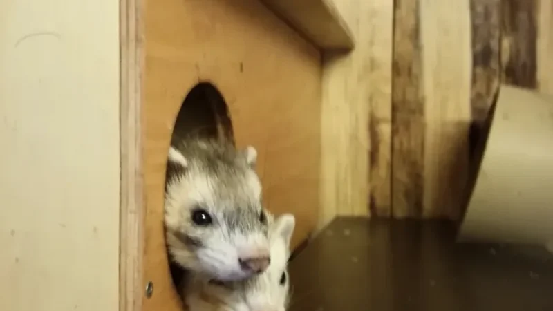 9) Wildpark Reuschenberg(6)