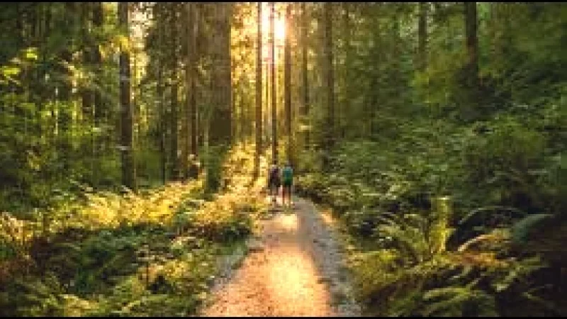 9. Forest Walking Paths(5)
