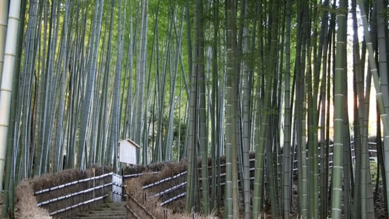 Adashino Nenbutsu-ji Temple(4)