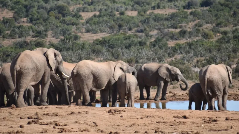 Addo_Elephant_National_Park_тАУ_Elephant_viewing_area_04
