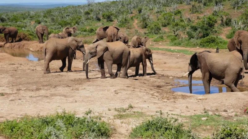 Addo_Elephant_National_Park_тАУ_Nearby_wildlife_reserve_01