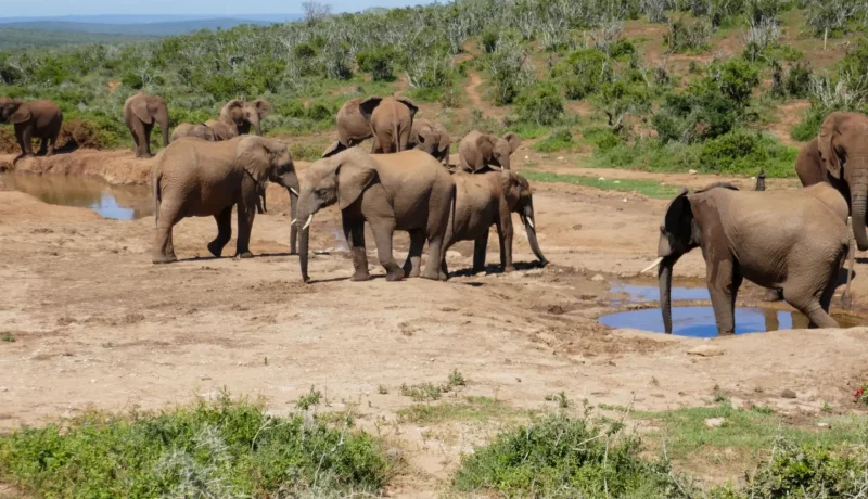 Addo_Elephant_National_Park_тАУ_Nearby_wildlife_reserve_01