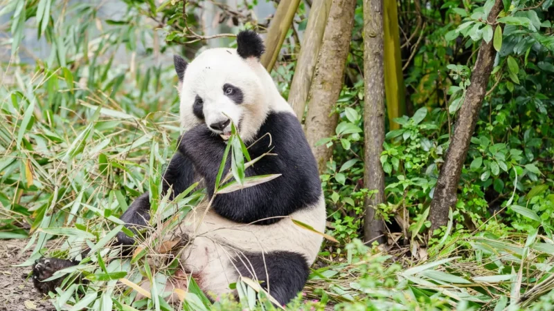 Adult Panda Zones – Natural-Style Habitats(5)