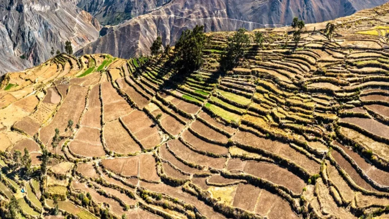 Agricultural_Terraces_–_Ancient_farming_landscapes__01