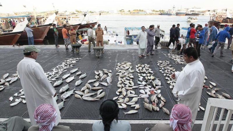 Ajman Fish Market2