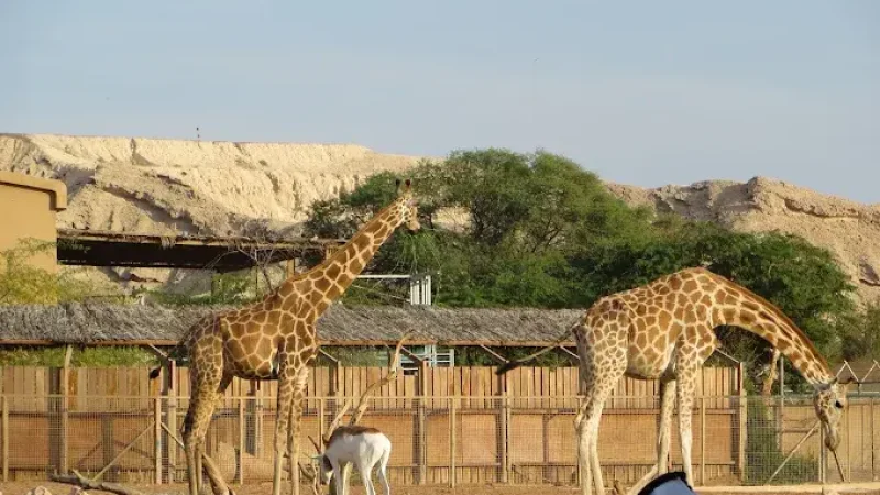 Al Ain Zoo1