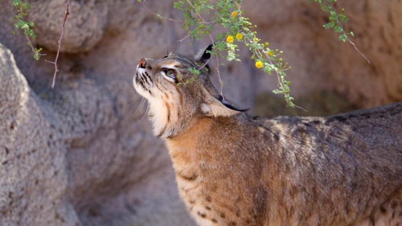 Al Hefaiyah Mountain Conservation Centre6