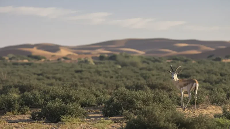 Al Marmoom Desert Conservation Reserve(3)