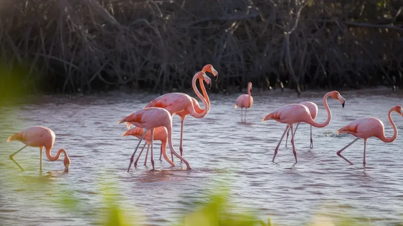 Al Rams Mangroves (1)