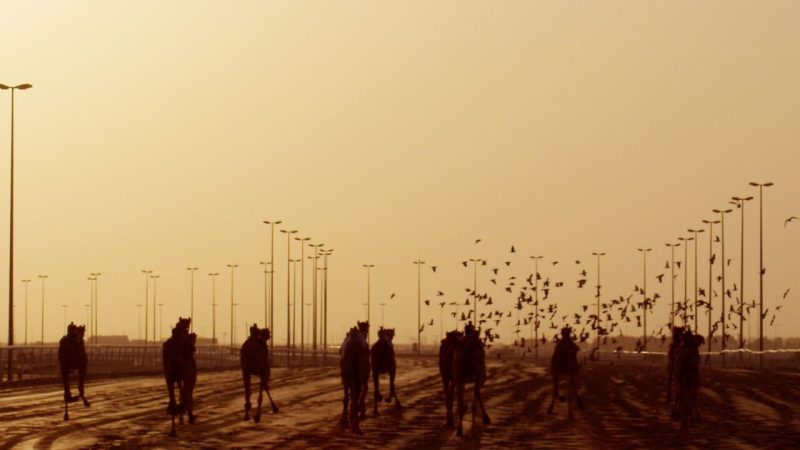 Al Tallah Camel Race Track6