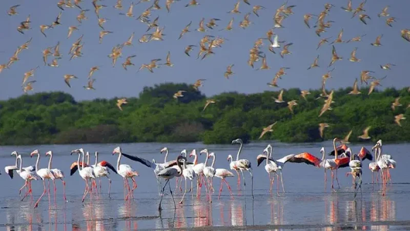 Al Zorah Nature Reserve1