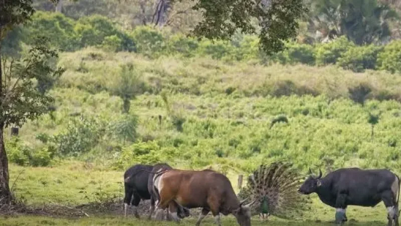 Alas Purwo National Park(4)