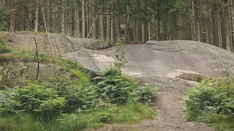 Almindingen Forest – Large woodland(4)