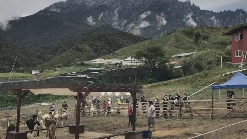 Alpaca Club (Kundasang)(5)