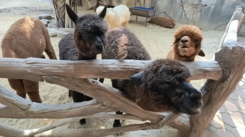 Alpaca Hill(1)