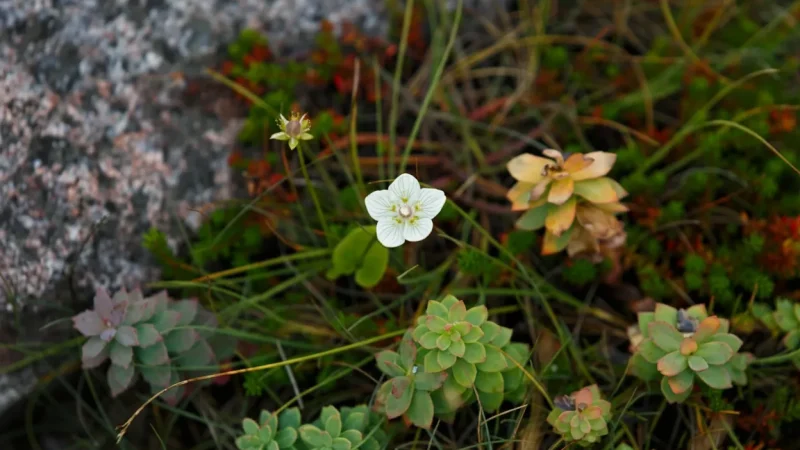 Alpine Flora Areas – Seasonal Mountain Plants(5)
